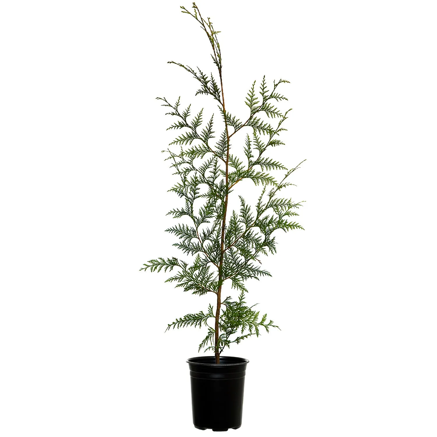 Thuja plicata 'Emerald Giant'